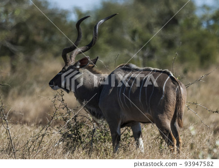 Greater kudu, Kruger National Park, South Africa 93947582