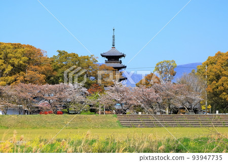 [香川縣] 四國聖地“70號不動所”櫻花泉本山寺（五層塔和櫻花） 93947735