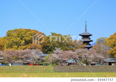 [香川縣] 四國聖地“70號不動所”櫻花泉本山寺（五層塔和櫻花） 93947737