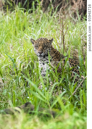 Wild jaguar,Panthera onca, in forest environment, Pantanal, Brazil Wild jaguar,Panthera onca, in forest environment, Pantanal, Brazil 93948716