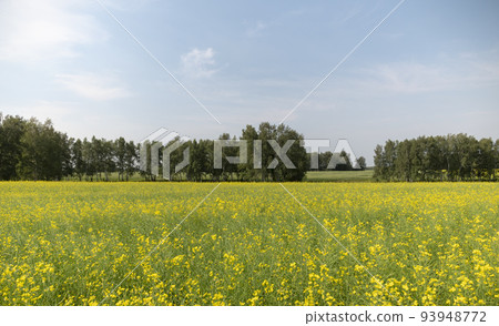 Yellow grain ready for harvest growing in a farm field Yellow grain ready for harvest growing in a farm field 93948772