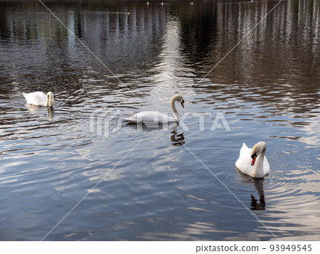 White swan neck with beautiful floats on the lake 93949545