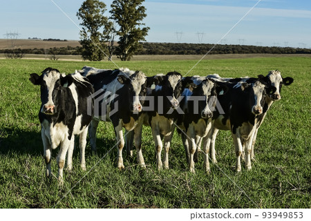 Cows in the Argentine countryside,Pampas,Argentina Cows in the Argentine countryside,Pampas,Argentina 93949853