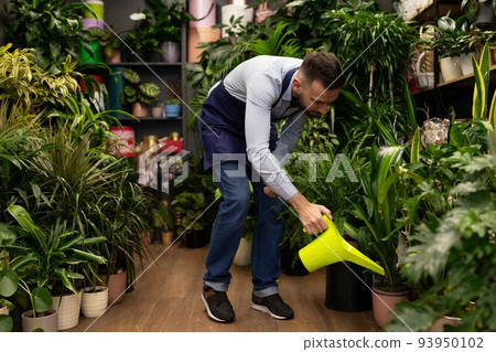 florist watering potted plants in store from plastic watering can florist watering potted plants in store from plastic watering can 93950102