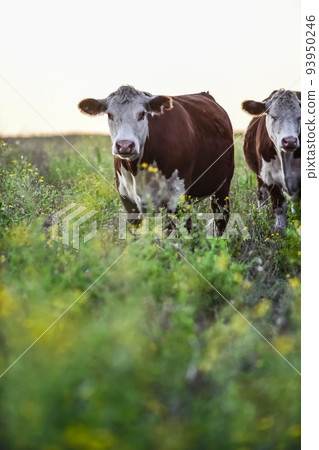 Cows in the Argentine countryside,Pampas,Patagonia,Argentina Cows in the Argentine countryside,Pampas,Patagonia,Argentina 93950246
