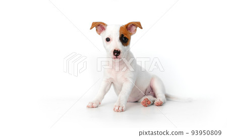 a jack russell terrier puppy on a white background a jack russell terrier puppy on a white background 93950809