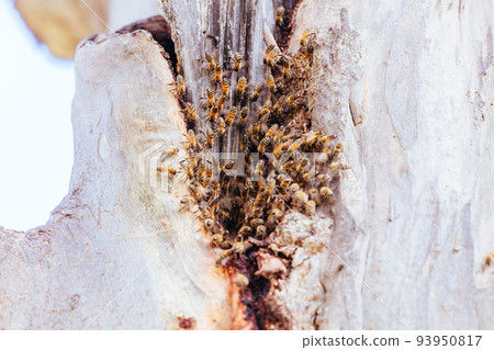 Group of Bees in Australia Group of Bees in Australia 93950817