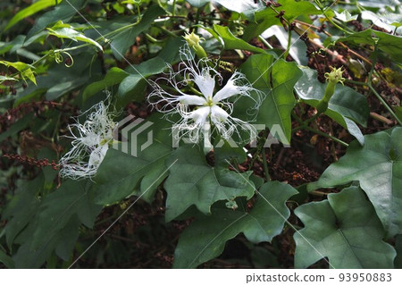 Tranquil flowers 93950883