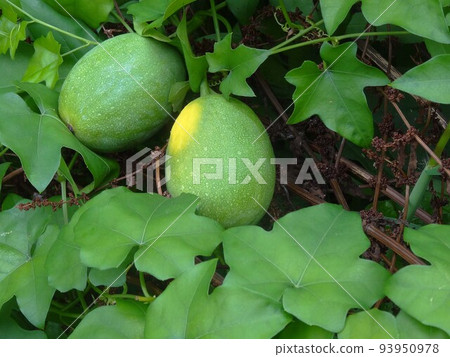 Young fruit of crow gourd Young fruit of crow gourd 93950978