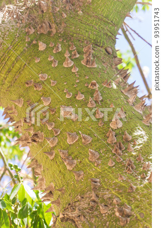 Thorns on the trunk of the Ceiba Chorizia tree Thorns on the trunk of the Ceiba Chorizia tree 93951743
