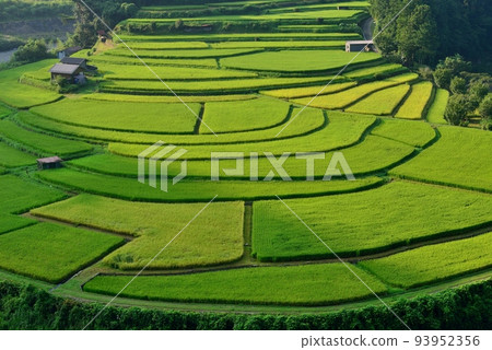 Aragi Island Terraced Rice Fields Beginning to Color 93952356