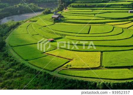 荒木島梯田開始變色 93952357