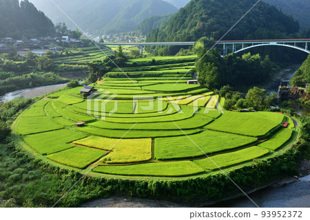 Aragi Island Terraced Rice Fields Beginning to Color 93952372