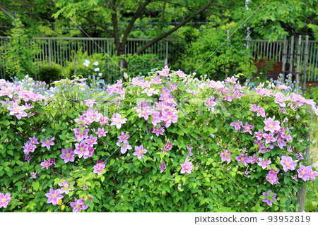 Clematis flower peel Clematis flower peel 93952819