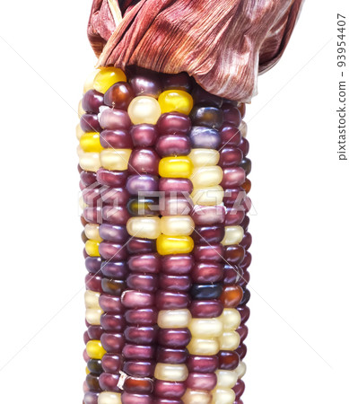 purple grass gem corn (rainbow corn) 93954407