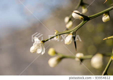 Tree blooming spinescent branch closeup. Early spring flower on blurred backdrop 93954612