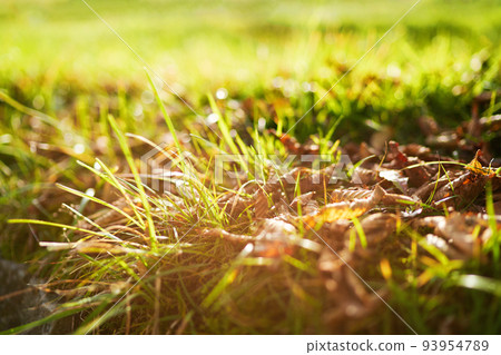 Green grass close up with foliage. 93954789