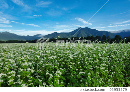 蕎麥花 蕎麥花 93955379