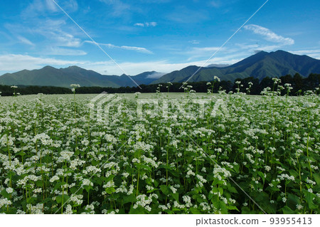 蕎麥花 蕎麥花 93955413