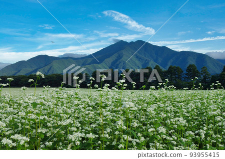 Shimogo buckwheat field Shimogo buckwheat field 93955415