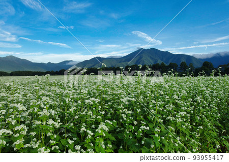 蕎麥花 93955417