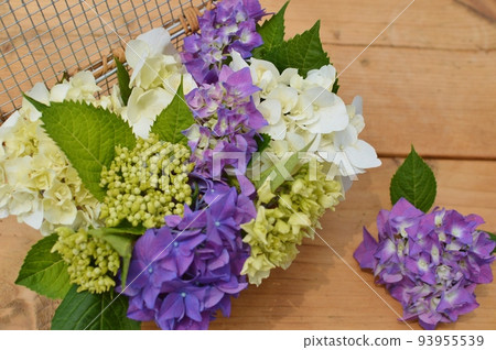 Arrangement of 2 types of hydrangeas 93955539