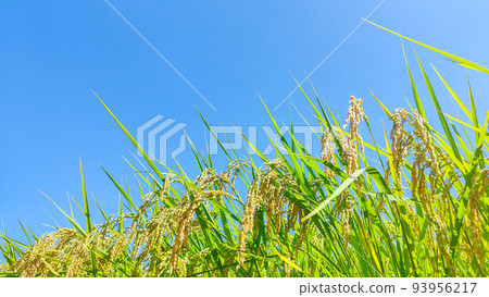 Autumn rice Autumn rice 93956217