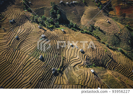 Ban Pa Pong Piang Rice terraces or Baan Pa Pong Pieng in Doi Inthanon national park, Chiang Mai 93956227