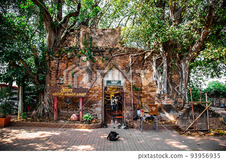 Wat Sai temple ruin covered by banyan tree roots, in Sing Buri Thailand Wat Sai temple ruin covered by banyan tree roots, in Sing Buri Thailand 93956935