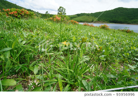 2022年6月27日,群馬縣吾妻郡六鄉村,杜鵑花盛開的野澤湖,岩岩停車場附近 2022年6月27日,群馬縣吾妻郡六鄉村,杜鵑花盛開的野澤湖,岩岩停車場附近 93956996