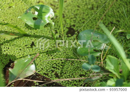 Atractomorpha lata 93957000