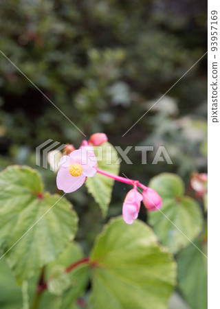 Autumn tang flowers blooming in early autumn Autumn tang flowers blooming in early autumn 93957169