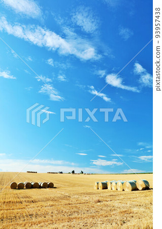 Hokkaido Autumn blue sky and pasture roll scenery 93957438