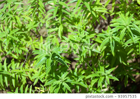 Lemon verbena Lemon verbena 93957535