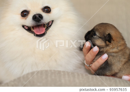 Cute fluffy adorable Pomeranian and little puppy Cute fluffy adorable Pomeranian and little puppy 93957635