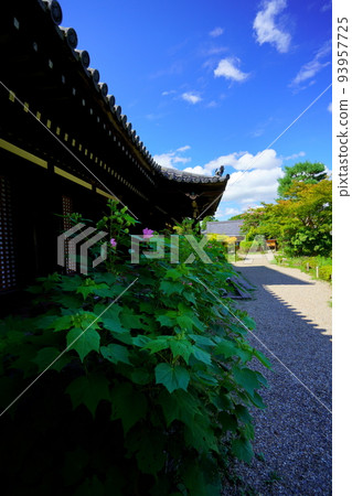 The precincts of Joruri-ji Temple, the main hall, and the blue sky in early autumn The precincts of Joruri-ji Temple, the main hall, and the blue sky in early autumn 93957725