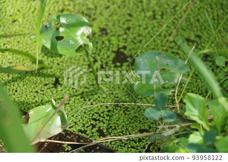 Atractomorpha lata 93958122