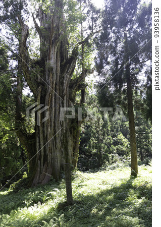 [岐阜縣郡上市，8月]巨樹“Itetsushiro no Osugi”國家特別天然紀念物（又稱“十二熊大杉”） 93958136