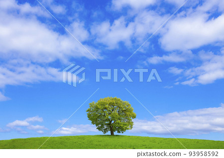 A tree in the meadow and the blue sky A tree in the meadow and the blue sky 93958592