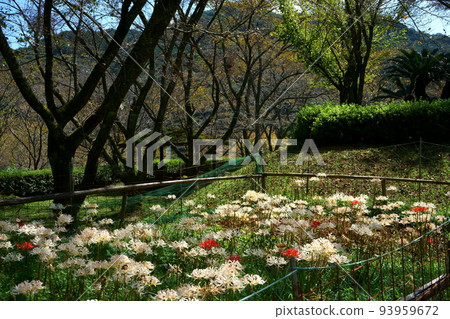 White flowers at Shokoji cluster amaryllis 93959672