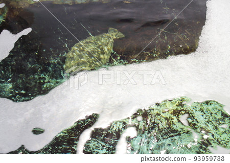 魚缸裡的比目魚和比目魚 93959788