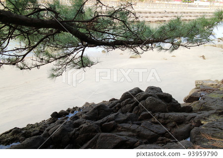 Landscape of pine trees and sandy beach 93959790