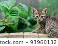 Kitten playing in the garden 93960132