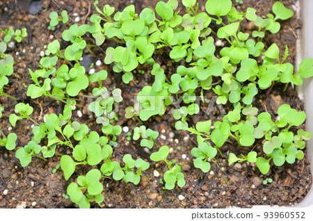 用於家庭花園、戶外園藝和蔬菜種植的嬰兒葉。發芽等。 用於家庭花園、戶外園藝和蔬菜種植的嬰兒葉。發芽等。 93960552