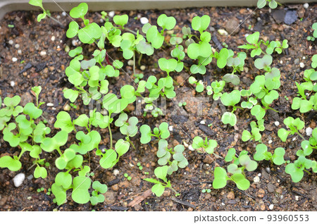 用於家庭花園、戶外園藝和蔬菜種植的嬰兒葉。發芽等。 93960553