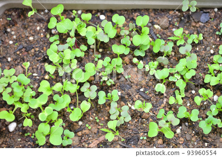 Baby leaf for home garden, outdoor gardening and vegetable cultivation. Germination, etc. Baby leaf for home garden, outdoor gardening and vegetable cultivation. Germination, etc. 93960554