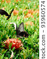 Butterflies Stuck in a Flower 93960574