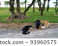Stray cat eating food on the roadside 93960575