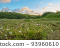 Beautiful meadow scenery 93960610