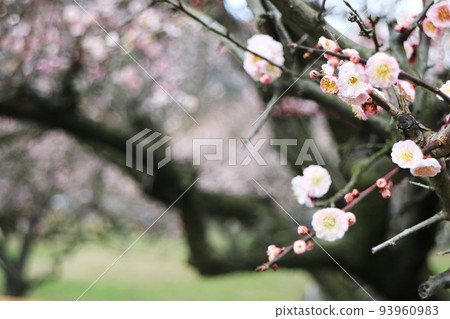 Cute plum blossoms blooming in Fujikawa Tenjin 93960983